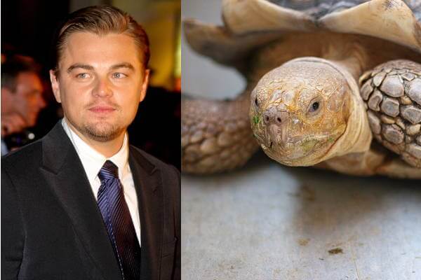 Hewan Peliharaan Seleb